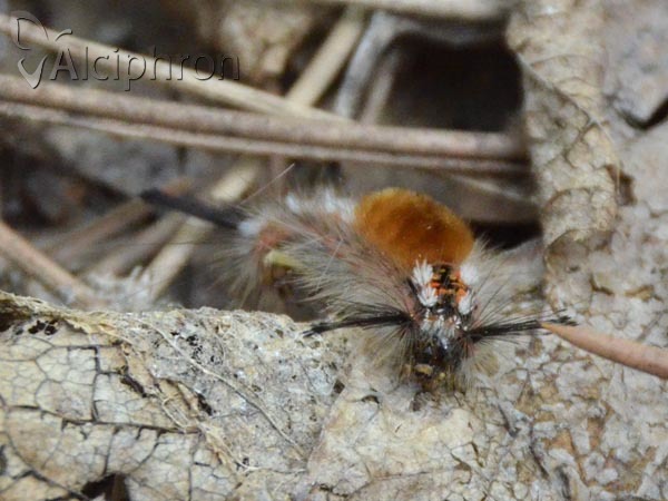 Orgyia recens