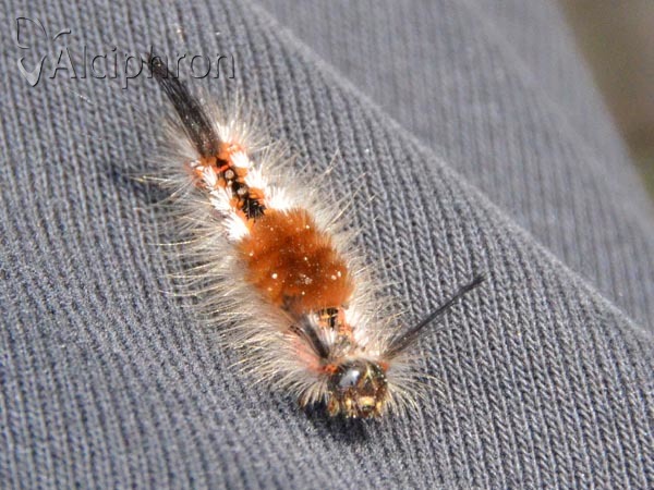Orgyia recens