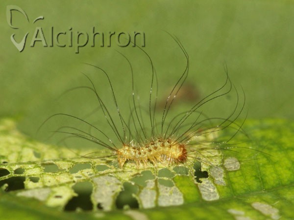 Calliteara pudibunda