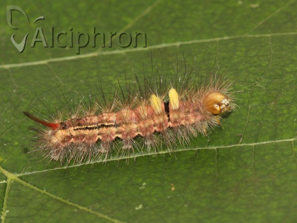 Calliteara pudibunda