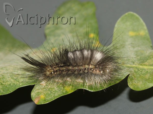 Calliteara pudibunda