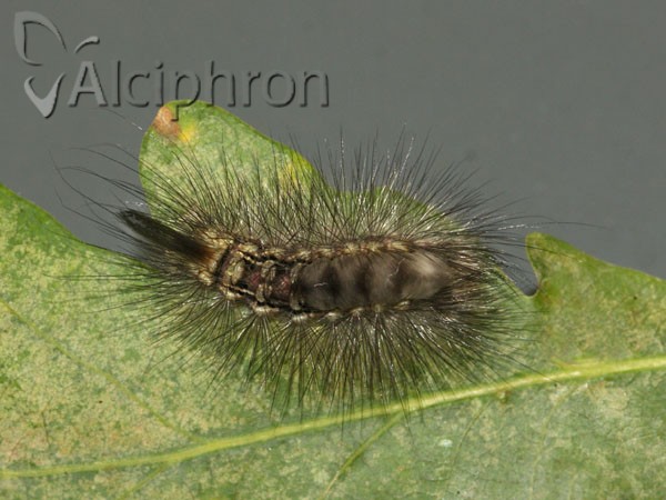 Calliteara pudibunda