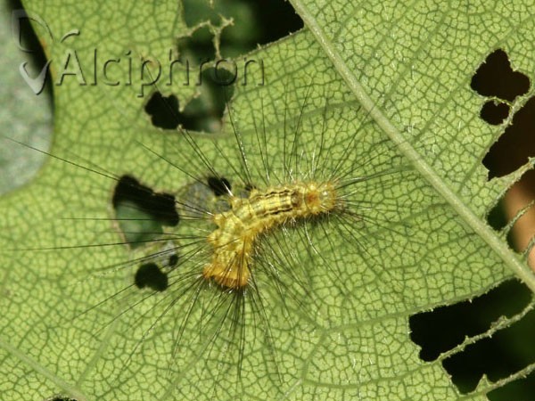 Calliteara pudibunda