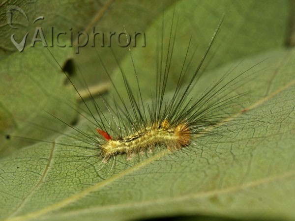 Calliteara pudibunda