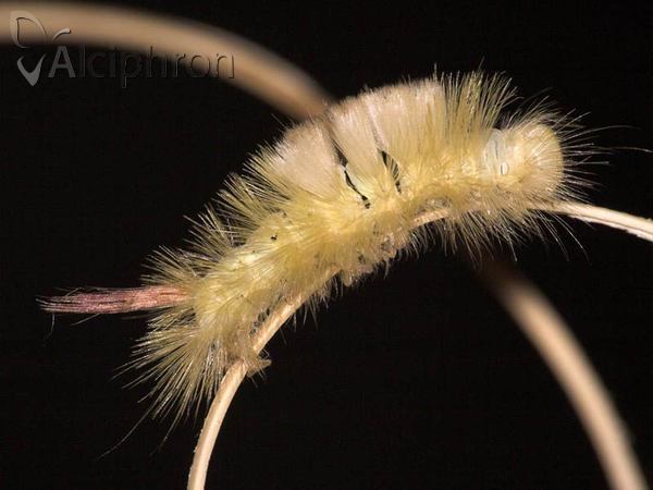 Calliteara pudibunda