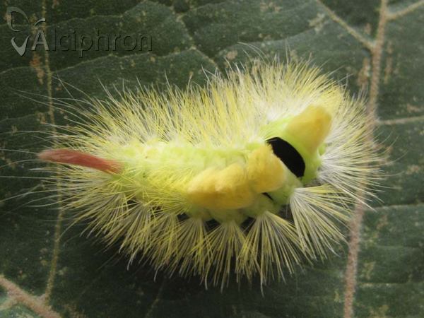 Calliteara pudibunda