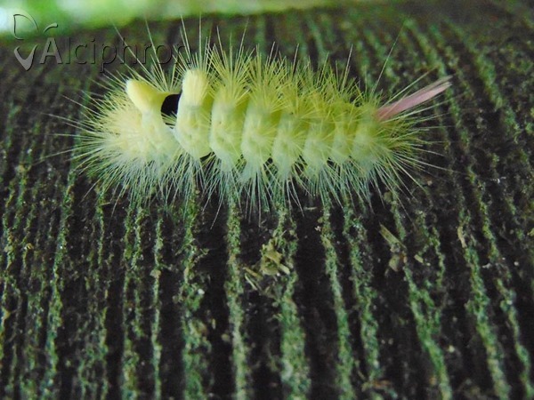 Calliteara pudibunda