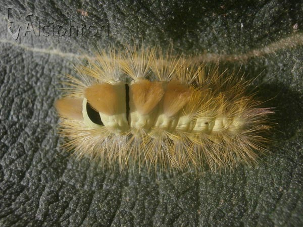 Calliteara pudibunda