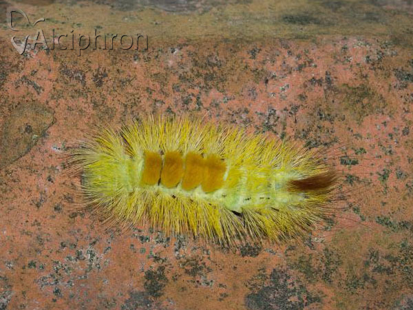 Calliteara pudibunda