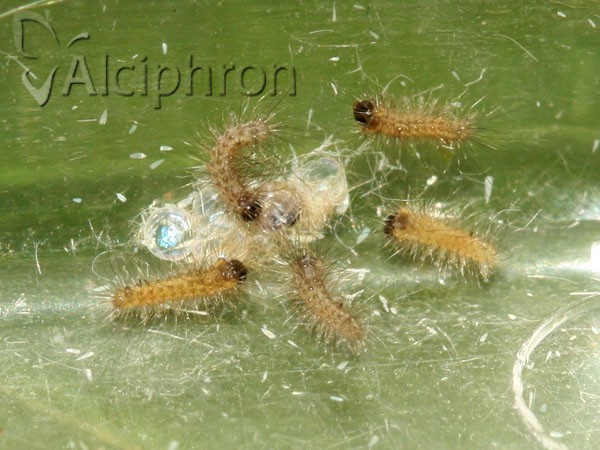 Euproctis similis