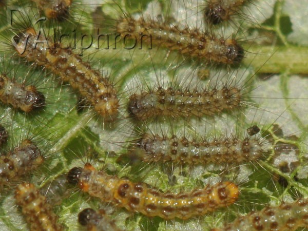 Euproctis similis