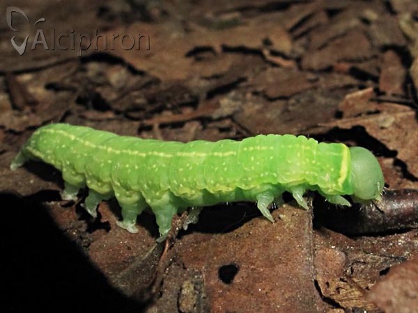 Pseudoips prasinana