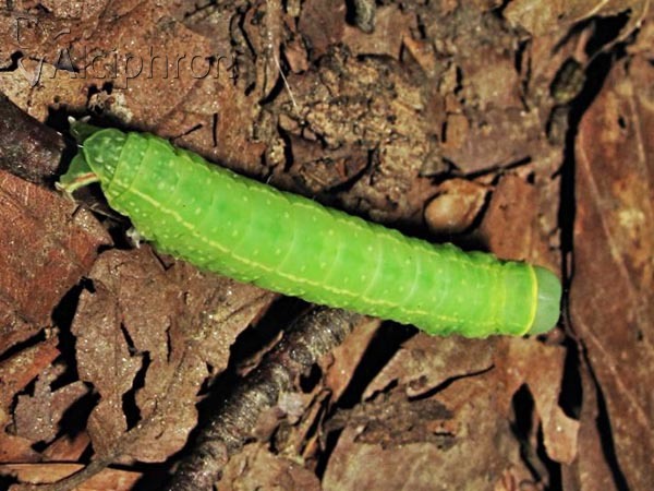 Pseudoips prasinana