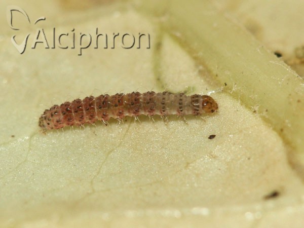 Charanyca trigrammica