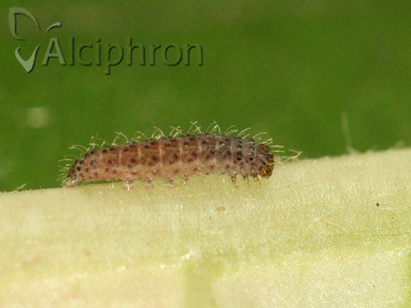 Charanyca trigrammica