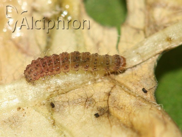 Charanyca trigrammica