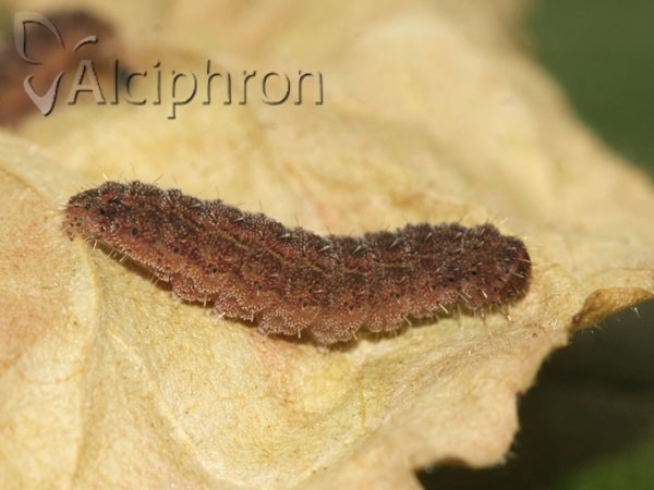 Charanyca trigrammica