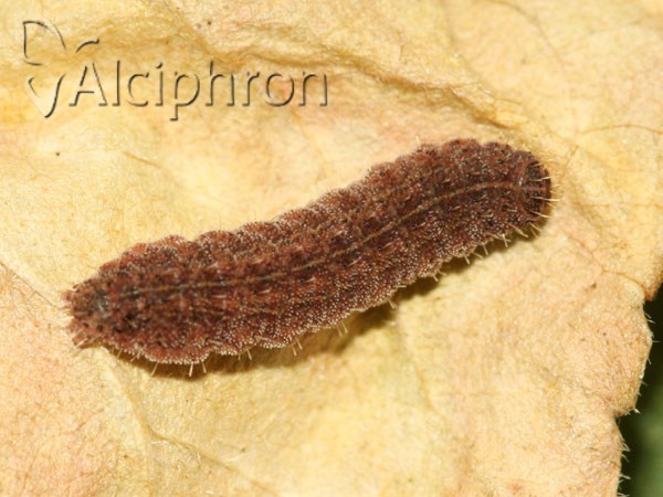 Charanyca trigrammica