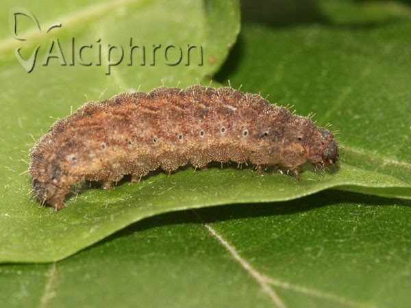 Charanyca trigrammica