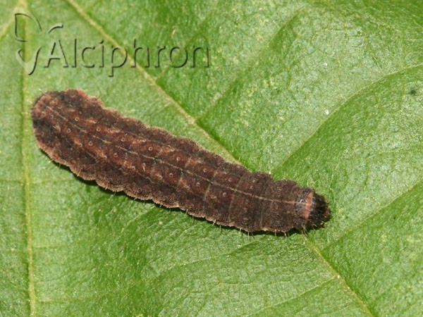 Charanyca trigrammica