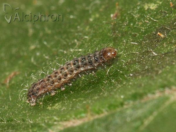 Hoplodrina ambigua
