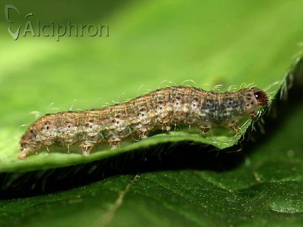 Hoplodrina ambigua
