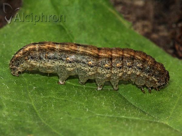 Hoplodrina ambigua