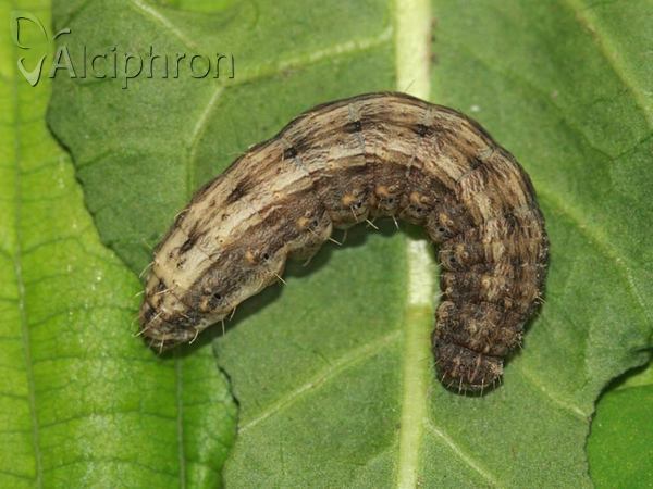 Hoplodrina ambigua