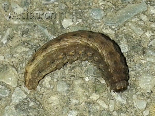 Hoplodrina ambigua