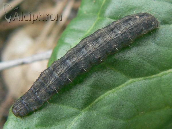Hoplodrina ambigua