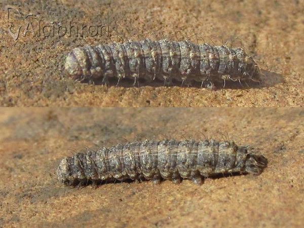 Hoplodrina ambigua