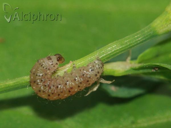 Caradrina kadenii