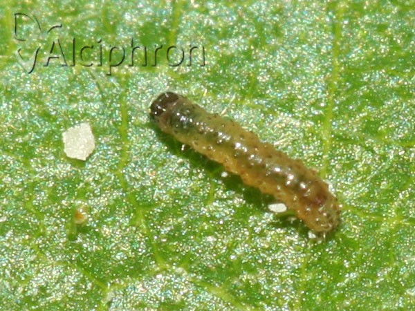Athetis gluteosa