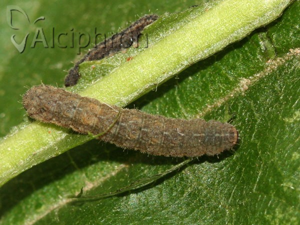 Athetis gluteosa