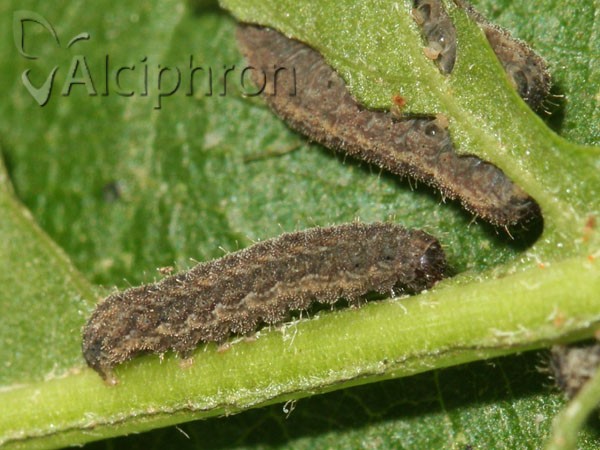 Athetis gluteosa