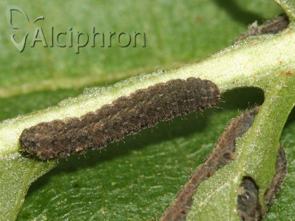 Athetis gluteosa