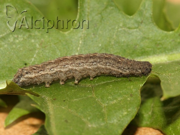 Athetis gluteosa