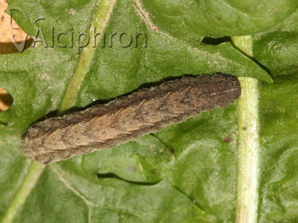 Athetis gluteosa