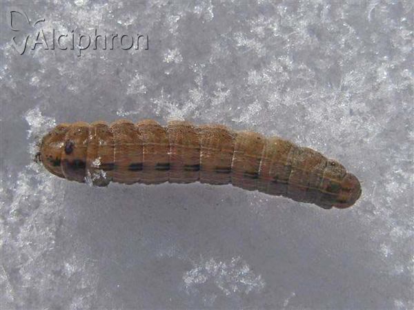 Thalpophila matura