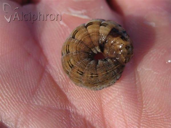Thalpophila matura