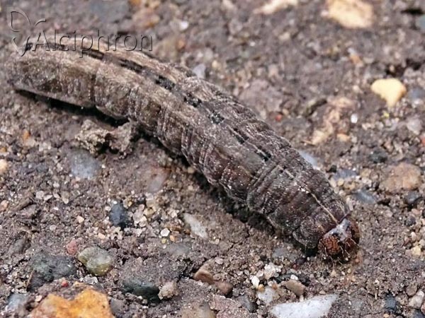 Thalpophila matura