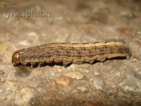 Thalpophila matura