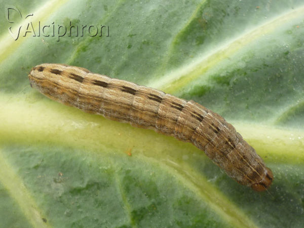 Thalpophila matura
