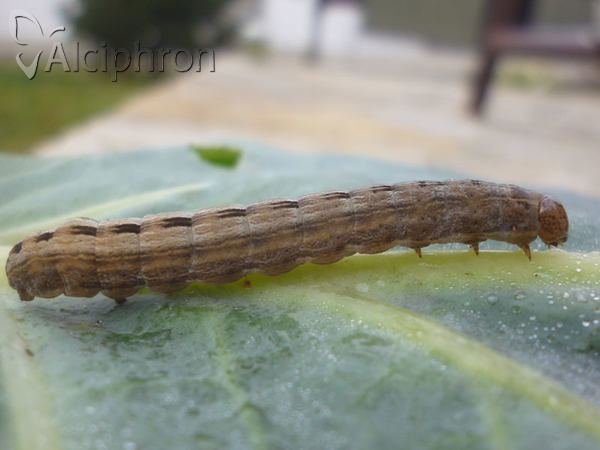 Thalpophila matura
