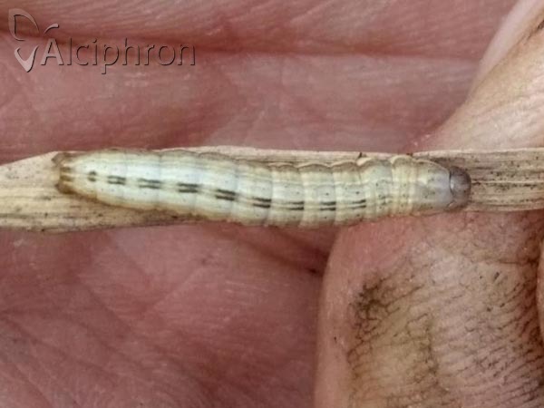 Thalpophila matura