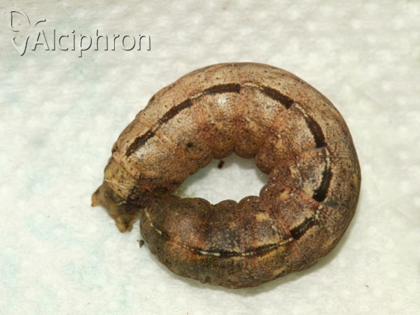 Polyphaenis sericata