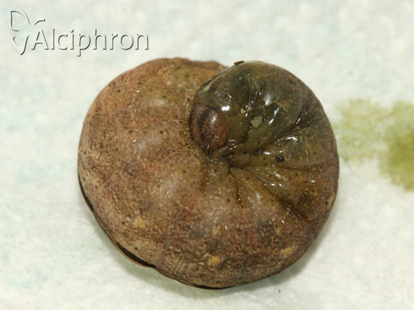 Polyphaenis sericata