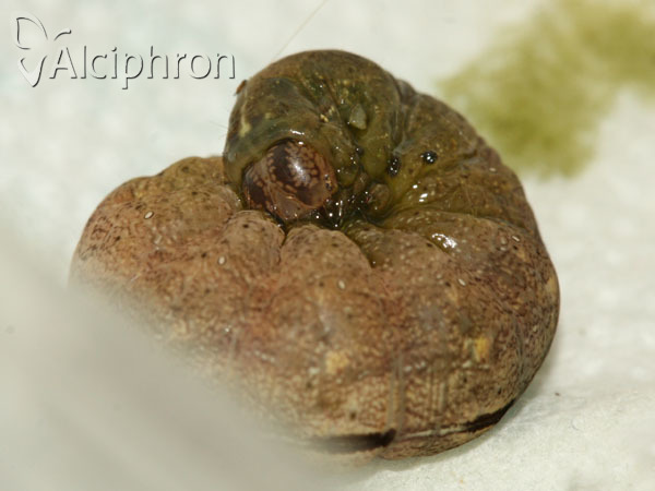 Polyphaenis sericata