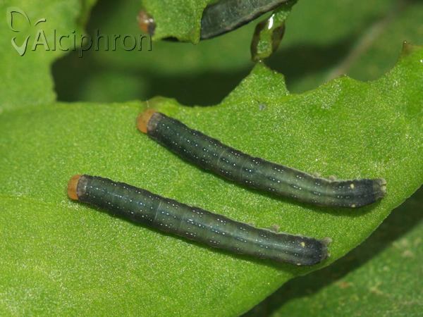 Trachea atriplicis