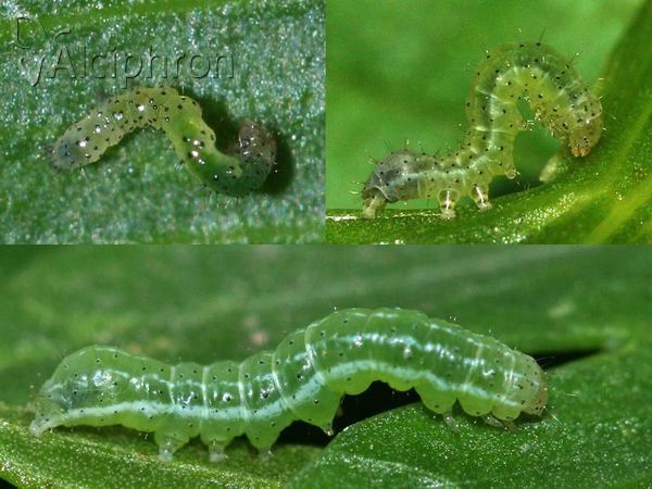 Phlogophora meticulosa